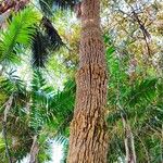 Livistona australis Libunga