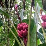 Musa velutina Fruto