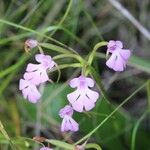 Cynorkis purpurascens ThouarsFlower