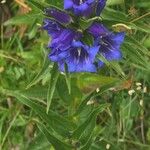 Gentiana asclepiadeaKvět