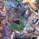 Rubus hispidus Leaf