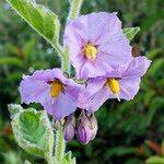 Solanum umbelliferum 花