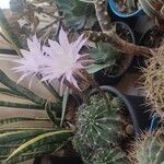 Echinopsis oxygonaΛουλούδι