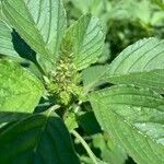 Amaranthus retroflexus Blomst