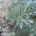 Artemisia thuscula Leaf