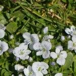Veronica repens Leaf