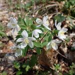 Isopyrum thalictroides Floare