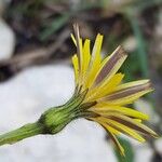 Leontodon tuberosus Flower