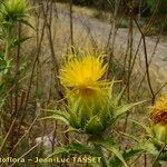 Carthamus arborescens फूल