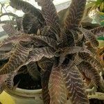 Cryptanthus zonatus Blad