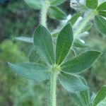 Lotus hirsutus Blad