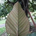Coussapoa villosa Blad