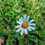 Leucanthemum adustum Blomma