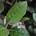 Acca sellowiana Hoja