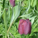 Fritillaria tubaeformis Leht