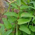 Sanguisorba canadensis Lehti