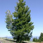 Pinus albicaulis Hábito