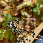 Allium tricoccum Fruit