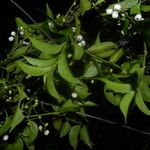 Chiococca alba 形態