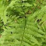 Dryopteris carthusiana برگ