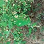 Chenopodium ficifolium Leaf