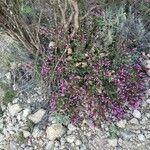 Thymus longiflorus Flower