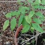 Flacourtia jangomas Leaf