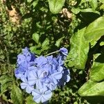 Plumbago auriculata花