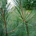 Pinus gerardiana Leaf