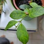 Aeschynanthus longicaulis Leaf