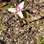 Trillium undulatum 花