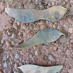 Baphia pubescens Φρούτο