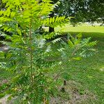 Rhus copallinum Habitat