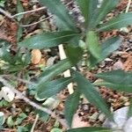Morella cerifera Hoja