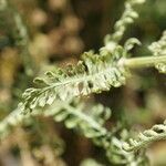 Achillea crithmifolia Ліст