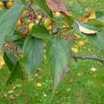 Malus baccata Blad