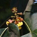 Gmelina arborea Flower
