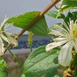 Clematis virginiana Flor