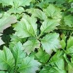 Rodgersia podophylla 葉