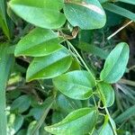 Cocculus orbiculatus Leaf