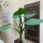 Alocasia odora Pokrój