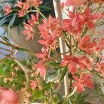 Ceratopetalum gummiferum Fruto