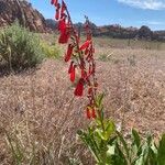 Penstemon eatonii Цвят