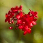 Jatropha integerrima Flower