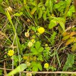 Trifolium campestreBlomst