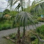 Howea forsteriana Habit