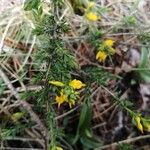 Genista anglica Floare