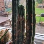 Trichocereus macrogonusHabit