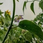Capsicum pubescens Flor