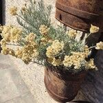 Helichrysum italicum Кветка